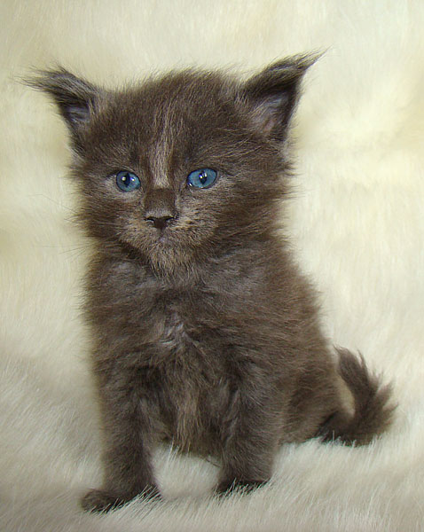 ���� ��� ������� ��������� Catsvill County!  ���� ����! ������ ������ ���� ���! ���� ��� ������ ������ � ����� ����!!! �������� ���� ����� Catsvill County +7-926-544-74-09  ���� ��� �������� ������. ���� ��� ������, ���� ��� �������, ���� ��� ������,  ���� ��� ����, ���� ��� ��������, ���� ����,  ������ ������ ���� ���,  ������ ����-����, ����� ������� ������ �����, ����� ����� ������!